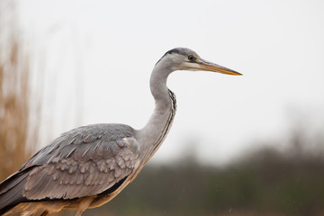 beautiful grey heron fishing on a lake in the early morning