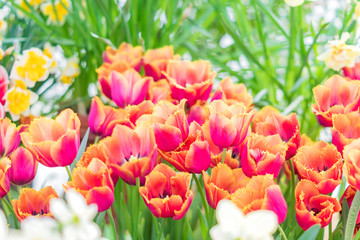 colorful blooming tulips background