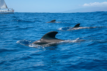  Family dolphins smimming in the blue ocean in Tenerife,Spain