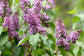 Lilac. Lilacs, syringa or syringe. Colorful purple lilacs blossoms with green leaves. Floral pattern. Lilac background texture. Lilac wallpaper. No sharpen.