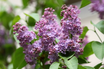 Lilac. Lilacs, syringa or syringe. Colorful purple lilacs blossoms with green leaves. Floral pattern. Lilac background texture. Lilac wallpaper. No sharpen.