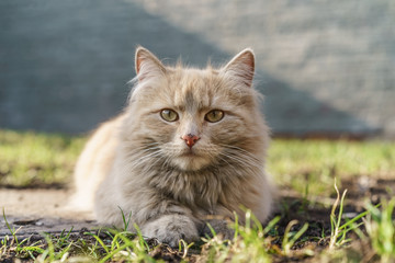Red cat getting sunbathing