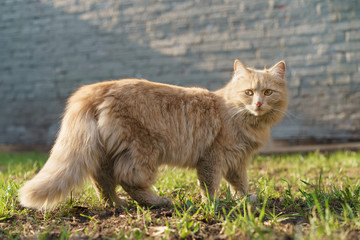 Naklejka na ściany i meble Red cat walks at the yard
