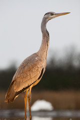 beautiful grey heron fishing on a lake in the early morning