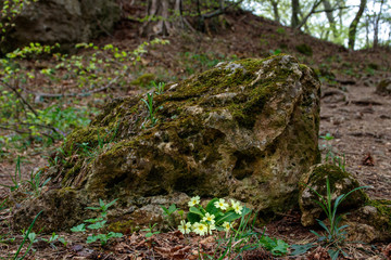 Fototapeta premium spring flower growing at the side of a small, moss covered rock