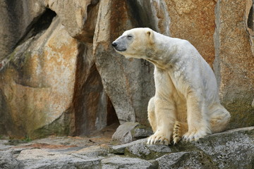 Big beautiful polar bear in the rocky area. Wonderful creature in the nature looking habitat. Endangered animals in captivity. Ursus maritimus.