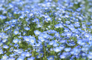 ネモフィラの花畑 / Nemophila flower field