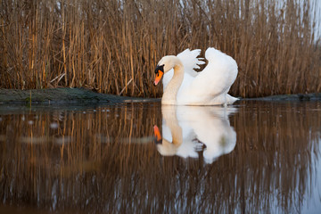 beautiful white swan on a lake - wildlife in its natural habitat