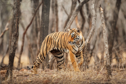 Royal bengal tiger pose with beautiful background. Amazing tiger in the nature habitat. Wildlife scene with dangerous beast. Hot weather in wild India. Panthera tigris tigris.