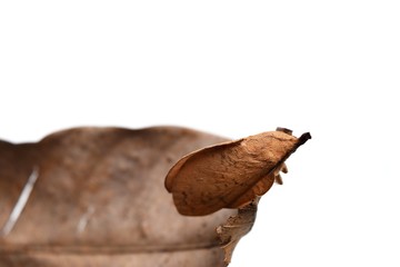 The Lasiocampidae, Eggars, Snout moths, Lappet moths,Brown butterfly moth on dry leaf isolated on white background ,Insects that are shaped and color like leaves,Thailand 
