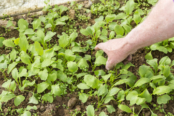 Young radish plants with hand of senior gardener. Permaculture