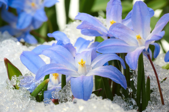 Blue flower Chionodoxa ( also known as glory-of-the-snow) covered with snow after snowfall in the spring 