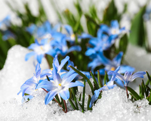 Blue flower Chionodoxa ( also known as glory-of-the-snow) covered with snow after snowfall in the spring 