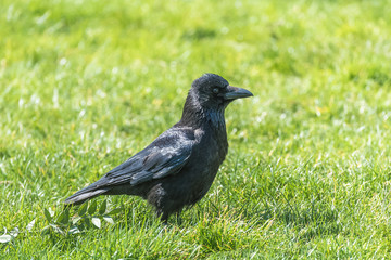 Fototapeta premium Black crow standing on the grass in spring 