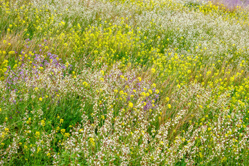 Assorted wild flowers of different colors on a hillside in Coslada on a spring afternoon.