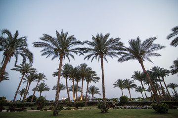 Palm trees on the background of a beautiful sunset at sea