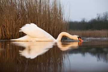 beautiful white swan on a lake - wildlife in its natural habitat