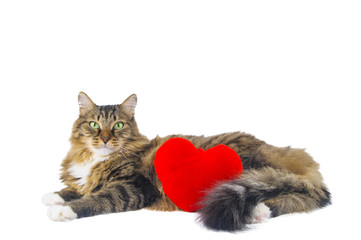 Big cat with red heart lying on white background