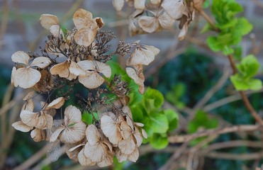 hortensja wczesną wiosną  © agnieszkalll