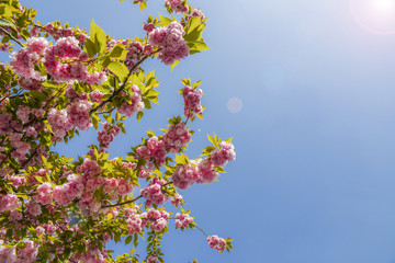Beautiful cherry blossom sakura in spring time over blue sky with sun flare.