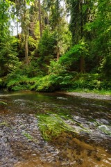 Obraz premium Beautiful and clean river Kamenice flowing through the woods and rocks