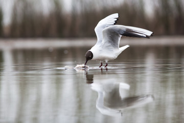 black headed gull (Chroicocephalus ridibundus) fishing on a lake