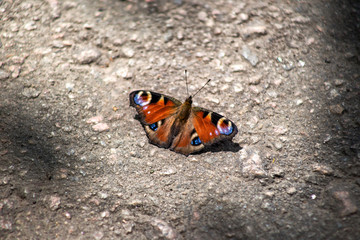Fototapeta na wymiar Butterfly peacock eye on a gray background
