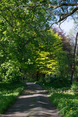 Road in the spring forest