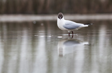 black headed gull (Chroicocephalus ridibundus) fishing on a lake