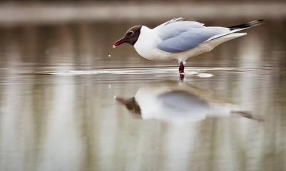 black headed gull (Chroicocephalus ridibundus) fishing on a lake