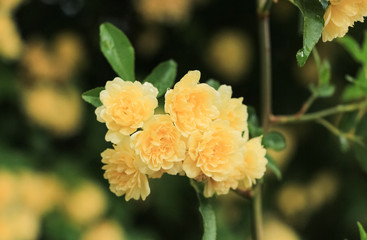 Rosa banksiae