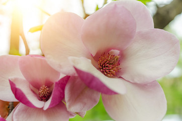 Naklejka premium Magnolia flowers on the tree.