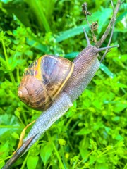 Snail in the nature, macro photo