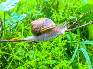 Snail in the nature, macro photo