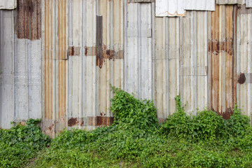 Old metal sheet roof with ivy green plant for background.