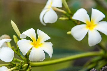 White Plumeria or frangipani. Sweet scent from white Plumeria flowers in the garden.