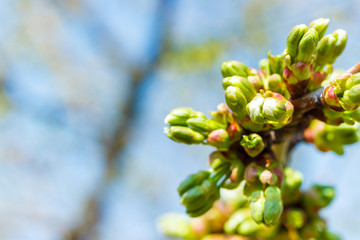 cherry begins to blossom on sky background