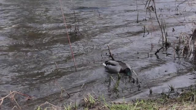 Pato metiendo la cabeza en el agua 