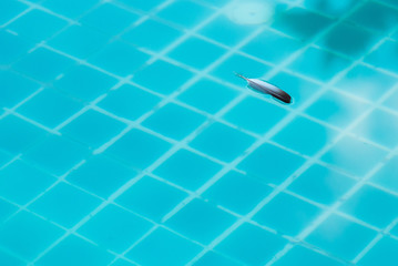 Feathers of pigeons on the surface of the pool.