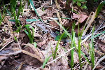 lizard in the forest