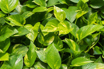 Fototapeta na wymiar Some focus of Green leafs Pattern surface background, Heart grren leaf background at the garden.