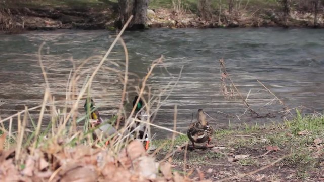 Patos entrando en el agua 
