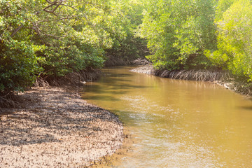 Small canal in Mangrove Forest.Thailand.