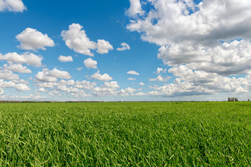 Cloudy sky over grain field