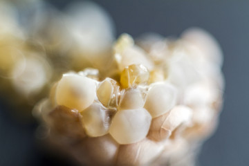 caviar of yellow snails