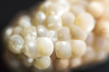 caviar of yellow snails