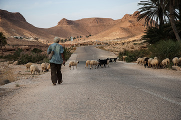tunisian sheperd 