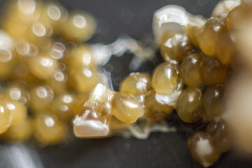 caviar of yellow snails