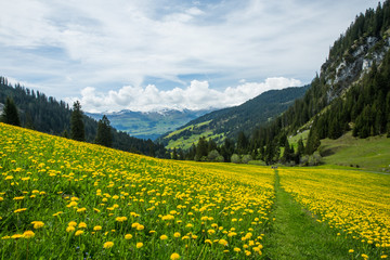 Yellow and Green Dandelion Field and Snowy Moutains with Blue sky and Clouds