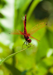 dragonfly